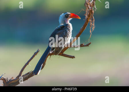 Red-billed Hornbill (Tockus erythrorhynchus), Tansania, Ostafrika Stockfoto