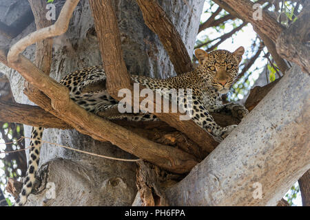 Leopard (Panthera pardus), Tansania, Ostafrika Stockfoto