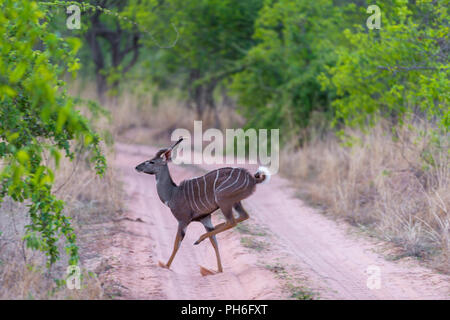 Weniger Kudu (Tragelaphus imberbis), Tansania, Ostafrika Stockfoto