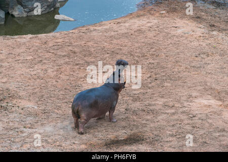 Hippopotamus amphibius, Rufiji Fluss, Tansania, Ostafrika Stockfoto