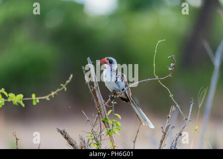 Red-billed Hornbill (Tockus erythrorhynchus), Tansania, Ostafrika Stockfoto