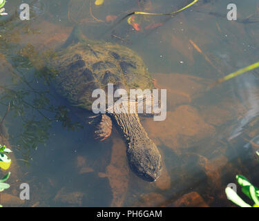 Snapping Turtle genießen ihre Umgebung. Stockfoto