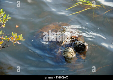 Snapping Turtle genießen ihre Umgebung. Stockfoto