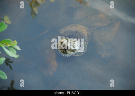 Snapping Turtle genießen ihre Umgebung. Stockfoto