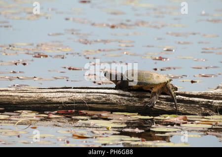 Snapping Turtle genießen ihre Umgebung. Stockfoto