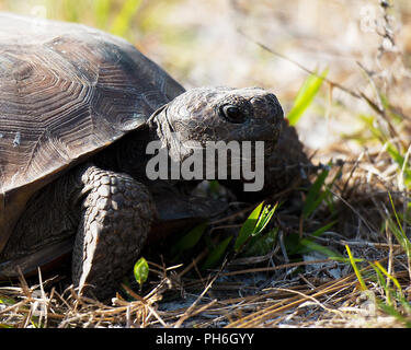 Ein Gopher - Schildkröte Schildkröte aus nächster Nähe genießen ihre Umwelt. Stockfoto