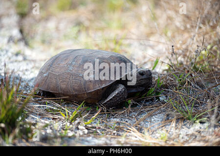Ein Gopher - Schildkröte Schildkröte genießen ihre Umwelt. Stockfoto