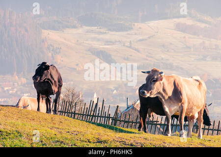 Kuhherde auf einem grasbewachsenen Hügel. Zaun und das Dorf in der Ferne. schöne Landschaft im Herbst Stockfoto