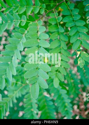Frisch grün Blatt von Korea Stockfoto