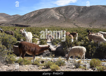 Lamas grasen im Hochland der Anden, in der Nähe von Tupiza, Bolivien, Südamerika Stockfoto