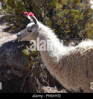 Lamas grasen im Hochland der Anden, in der Nähe von Tupiza, Bolivien, Südamerika Stockfoto