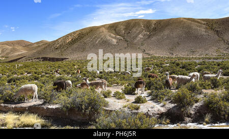 Lamas grasen im Hochland der Anden, in der Nähe von Tupiza, Bolivien, Südamerika Stockfoto