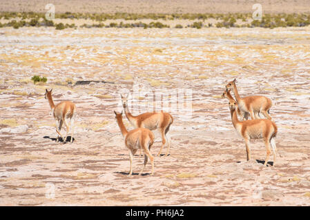 Eine Gruppe von Vicunas grasen auf den Altiplano in der Nähe von Uyuni, Bolivien Stockfoto