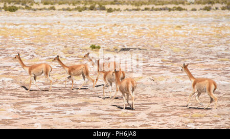 Eine Gruppe von Vicunas grasen auf den Altiplano in der Nähe von Uyuni, Bolivien Stockfoto