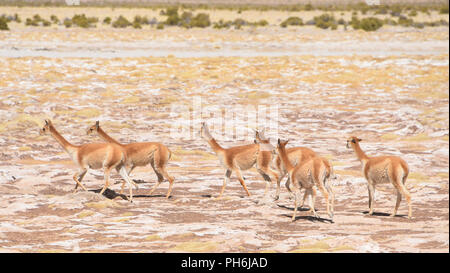 Eine Gruppe von Vicunas grasen auf den Altiplano in der Nähe von Uyuni, Bolivien Stockfoto