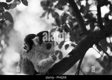 Saimiri, Totenkopfäffchen, Schwarz-Weiß-Porträt Stockfoto