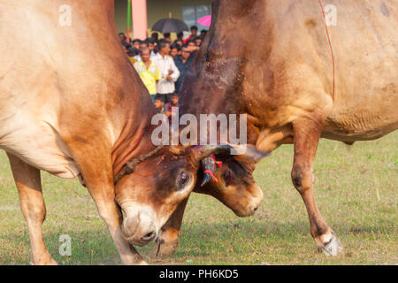 Traditionelle Stier im Kampf digholia, Khulna, Bangladesh Stockfoto