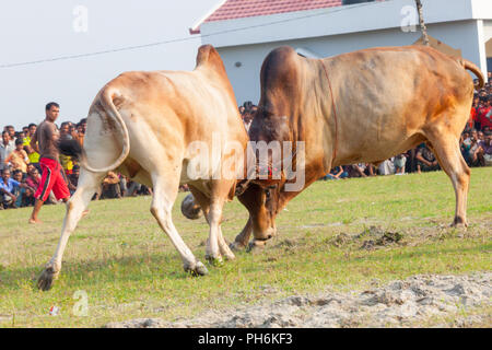 Traditionelle Stier im Kampf digholia, Khulna, Bangladesh Stockfoto