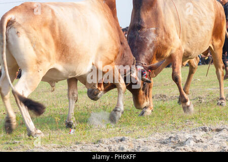 Traditionelle Stier im Kampf digholia, Khulna, Bangladesh Stockfoto