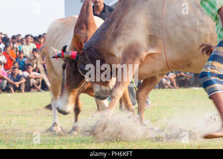 Traditionelle Stier im Kampf digholia, Khulna, Bangladesh Stockfoto