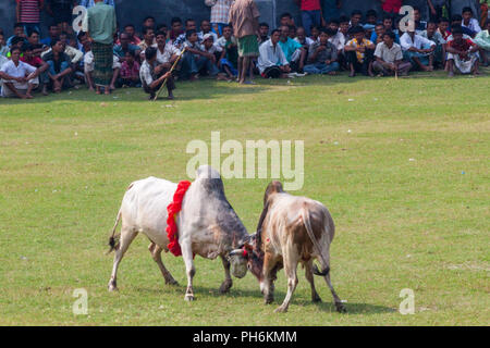 Traditionelle Stier im Kampf digholia, Khulna, Bangladesh Stockfoto