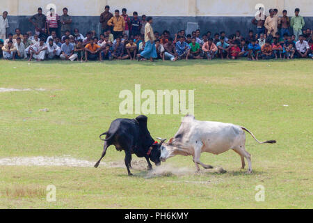 Traditionelle Stier im Kampf digholia, Khulna, Bangladesh Stockfoto