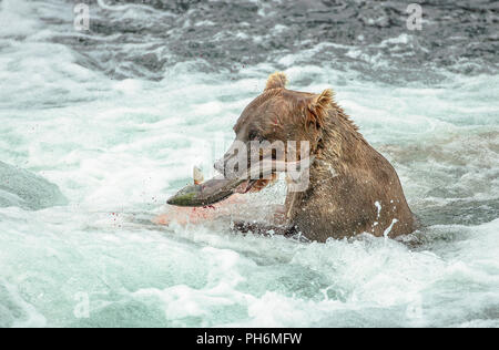 Portrait von Braunbären in Alaska River mit sockeye Lachse im Mund Stockfoto