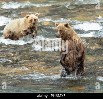 Portrait von weiblichen Braunbär aufrecht stehend in einem alaskan River mit ihrem 18 Monate alten Cub im Wasser hinter ihr. Stockfoto