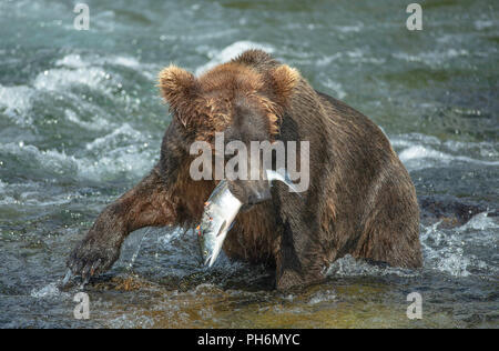 Alaskan Brown bear in Fluss mit sockeye Lachse im Mund Stockfoto