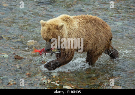 Alaskan Brown bear in Fluss mit sockeye Lachse im Mund Stockfoto