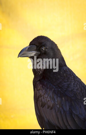 schwarze Krähe in einer Probe der Birds Of Prey, Mittelaltermarkt Stockfoto