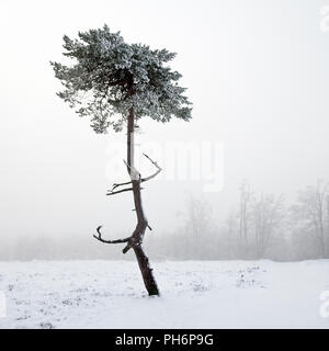 Schottische Kiefer in Nebel auf Kahler Asten im Winter Stockfoto