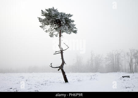 Schottische Kiefer in Nebel auf Kahler Asten im Winter Stockfoto