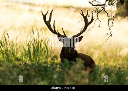 Majestätisch kraftvoll nach Red Deer stag außerhalb Herbst Wald in Dyrehaven, Dänemark. Paarungszeit, Rotwild im natürlichen Lebensraum Wald, große schöne Tier Stockfoto