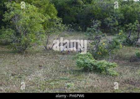 Leopard in Yala National Park, Sri Lanka. Stockfoto