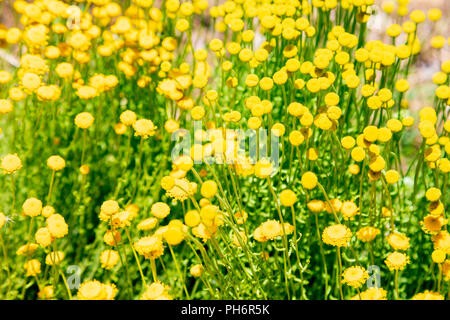 Santolina chamaecyparissus, traditionelle wild Heilpflanze mit gelben Blumen Stockfoto