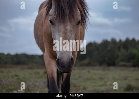 Nahaufnahme Vorderansicht des Pferdes bei Camera suchen Stockfoto