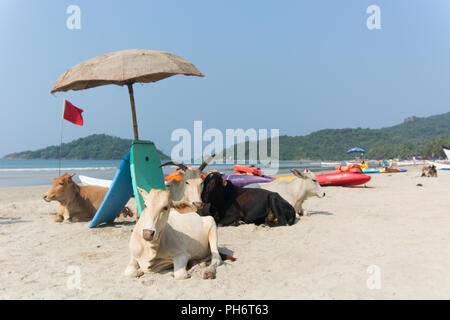 Goa, Indien - 8. Juli 2018 - Kühe am Strand von Palolem - Goa Stockfoto