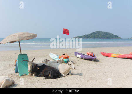 Goa, Indien - 8. Juli 2018 - Kühe am Strand von Palolem - Goa Stockfoto