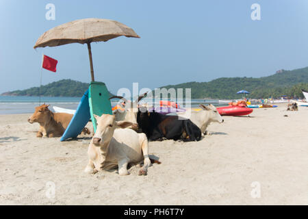 Goa, Indien - 8. Juli 2018 - Kühe am Strand von Palolem - Goa Stockfoto