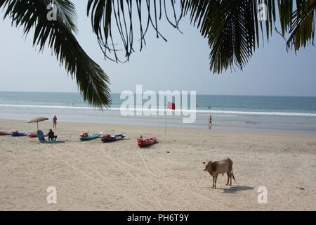 Goa, Indien - 8. Juli 2018 - Kühe am Strand von Palolem - Goa Stockfoto