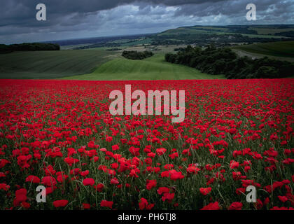 Mohnfeld auf der South Downs in der Nähe von Arundel, West Sussex, UK. Sicht ist auf der Suche nach Norden in Richtung Amberley, Storrington und Pulborough. Stockfoto