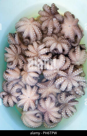 Kleine Krake, Fischmarkt, Fischereihafen, Bari, Apulien, Italien, Europa Stockfoto