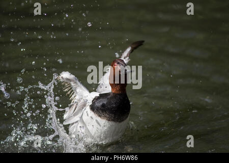 Erwachsene männliche Gemeinsame Pochard, Aythya ferina, aus Wasser, einem stark befestigten rechten Flügel. Stockfoto