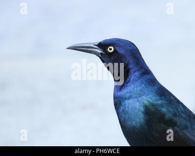 Porträt einer männlichen Boot-tailed grackle. Stockfoto