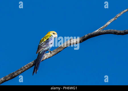 Blass - vorangegangen Rosella (adscitus Platycercus) Rennen 'palliceps' Stockfoto