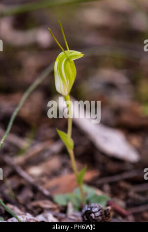 Zwerg Pterostylis Greenhood (Nana). Eine australische native Orchid. Stockfoto