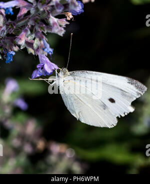 Kohl weiß Pieris rapae New Jersey weiß Schmetterling auf einem violetten Blüten, Pollen, schwarzen Punkt, Schmetterlinge - Makro Stockfoto