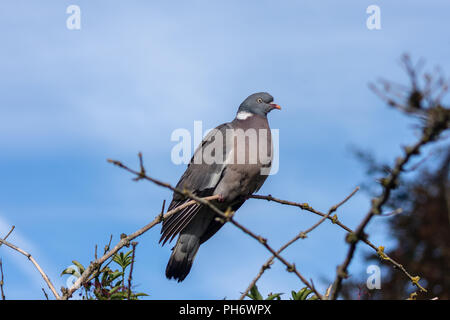 Eine Ringeltaube (Columba palumbus) sitzt auf einem gekrümmten Zweig gegen eine leicht bewölkt blauer Himmel Stockfoto