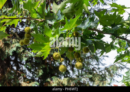 Die Blätter und Früchte von einem Londoner Planetree Platanus x acerifolia in Parade Gärten wächst in der Stadt Bath Stockfoto